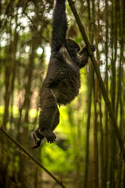 gorillaswingingVNP