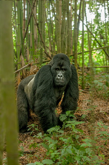 silverbackVNP