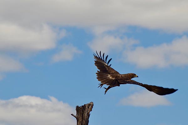 Eagle in Ruaha National Park