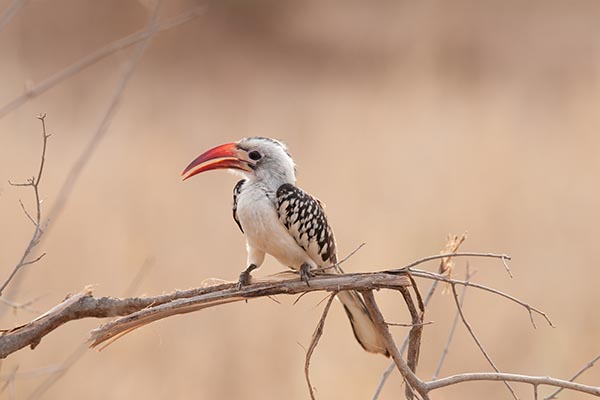 Red-billed hornbill Tarangire National Park