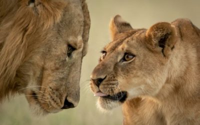 Tanzania Tourism Rebounds