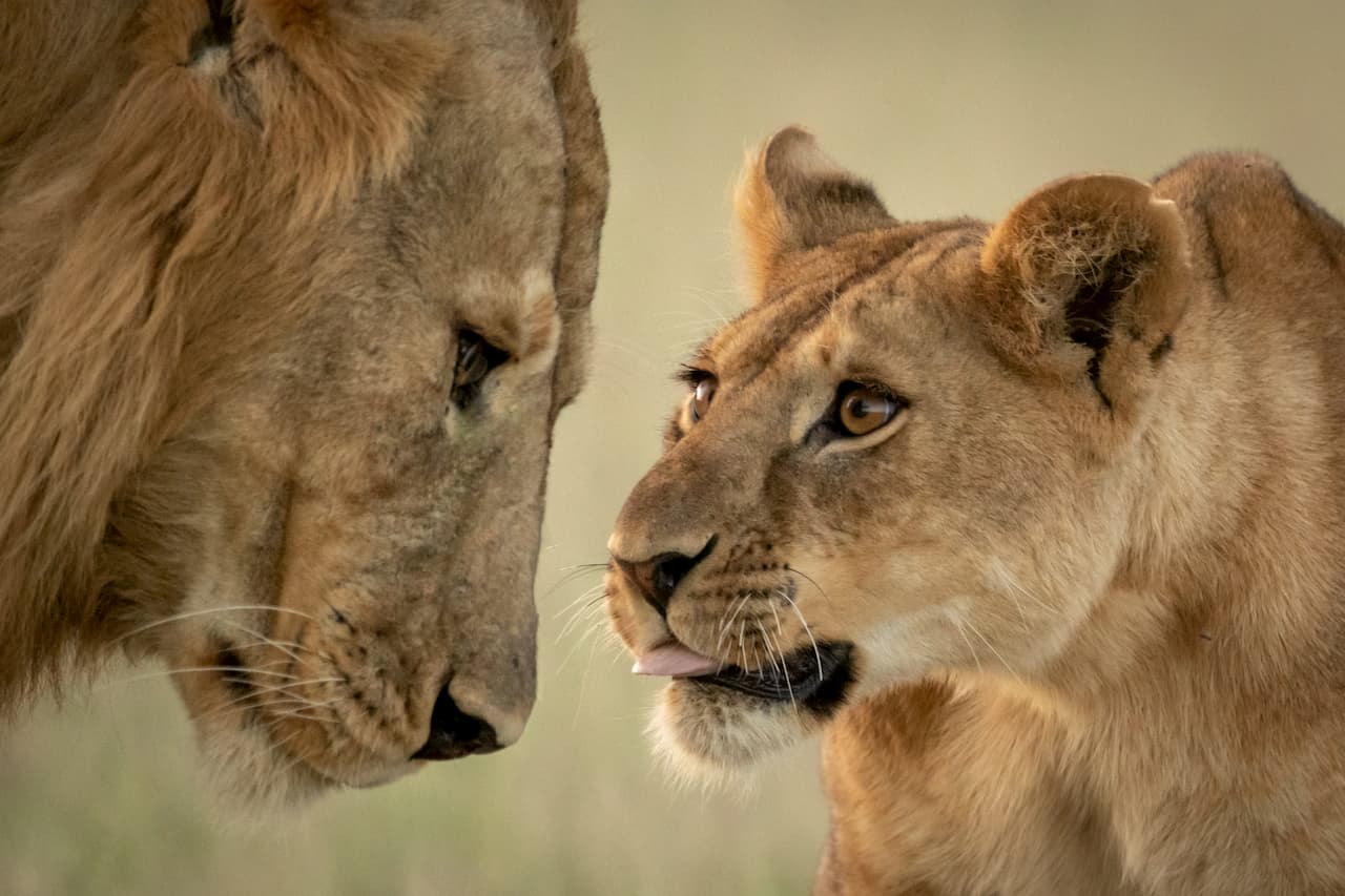 Lion-sightings-at-andBeyond-Grumeti-Serengeti-Tented-Camp (1)
