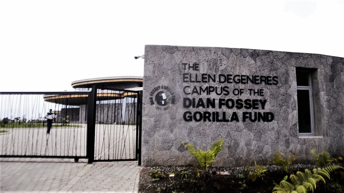 Ellen Degeneres Gorilla Campus Ellen Degeneres Gorilla Campus