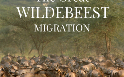 The  Great  Wildebeest  Migration