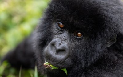Kwita Izina- Rwanda’s Gorilla Naming Ceremony