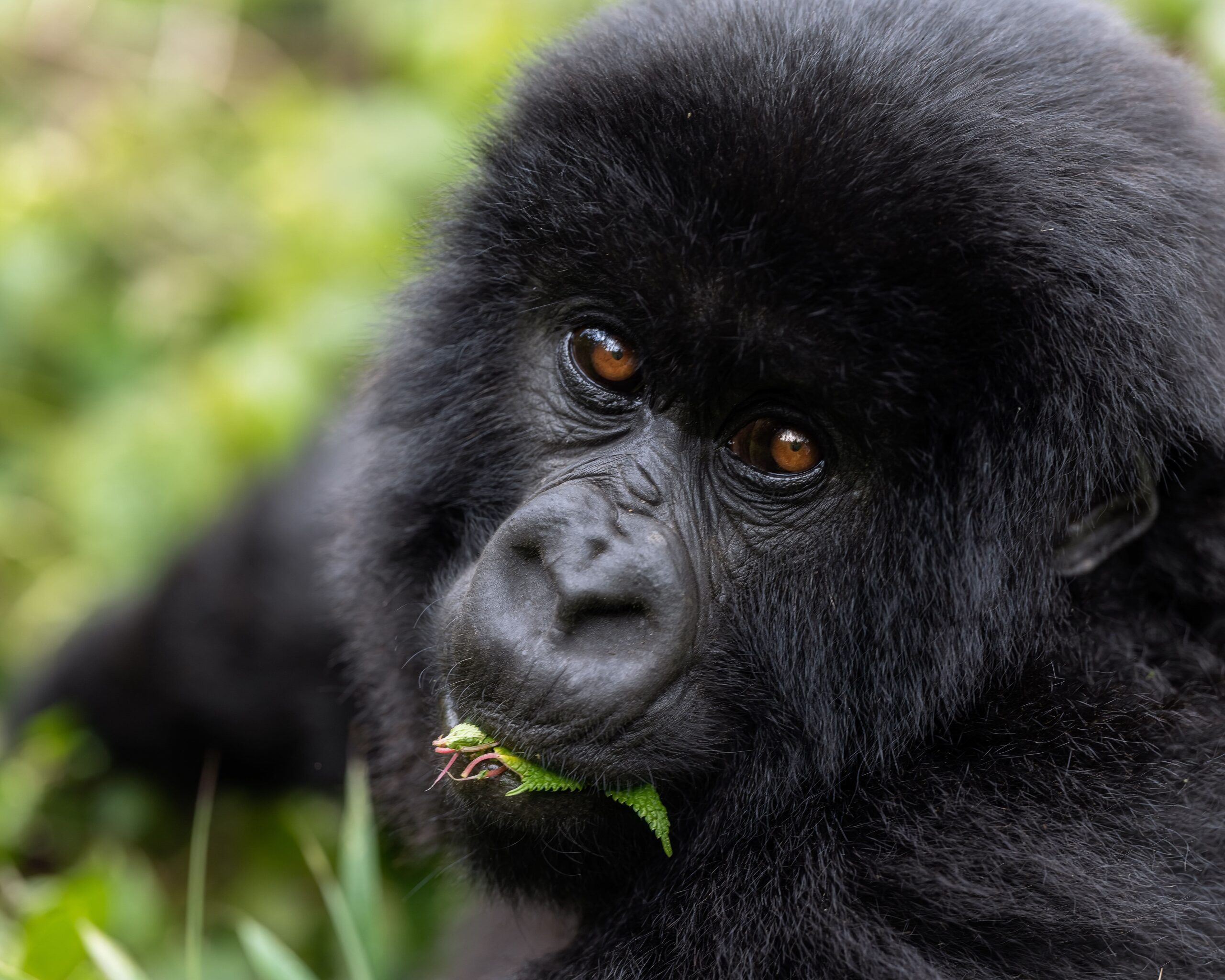 ULSGorillaTrekkingExperience5 (1) Gorilla Baby Gorilla